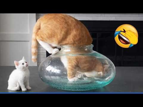 Galaxy Meow Funny The Most dramatic 🤣😹 Best of Funny Cat Videos