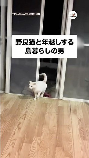 野良猫と年越ししました🌅｜PECO
