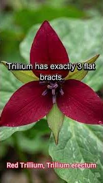 Red Trillium (Trillium erectum): Botanical Structure and Riparian Ecology, Traditional Uses