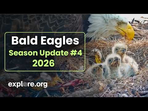 Bald Eagles | Season Update 4