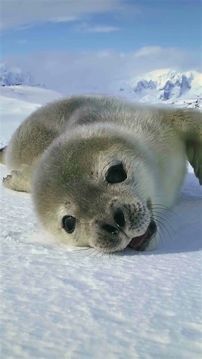 ANTARCTICA