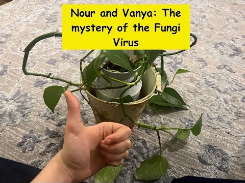 Identification of a Real FunGuy (virus), a Novel Mitovirus Infecting the Dollar Spot Fungus