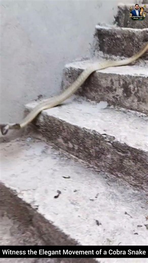 Witness the Elegant Movement of a Cobra Snake #snake #wildliferescue #cobra #wildlife