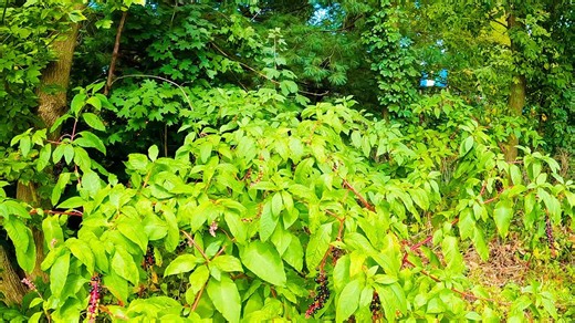 Backyard transformation: Clearing overgrown land with Kubota tractor & power tools!