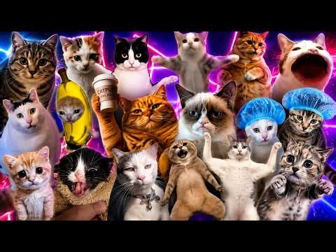 Top 10 meme cats compilation dancing to Bemax - Montagem Nyan (Nyan Nyan Ni hao Nyan)