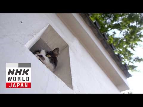 Gifu: A Castle and a Post Town - A Cat's-Eye View of Japan