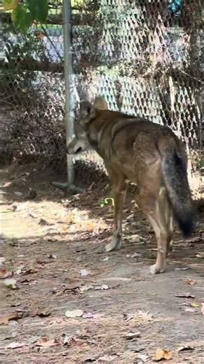 Beardsley Zoo curator says animal activity increases as temperatures drop
