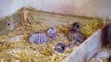 Tanganyika welcomes birth of Bengal tiger cubs