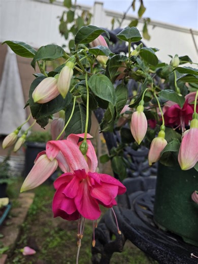 Bella Rosella, Giant Fuchsia Start Plant - Etsy