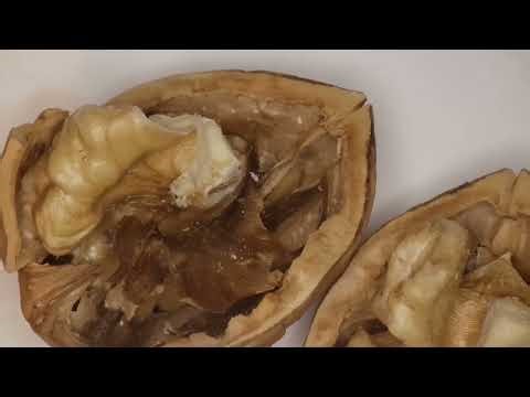 Walnut Under the Microscope | Shell vs Kernel - Why is a walnut shell so strong?