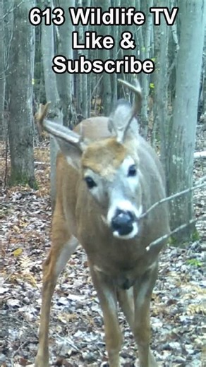 Whitetail Buck on Trail Cam | 613 Wildlife TV #Wildlife #bigbucks #deer #bigbuck