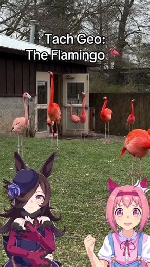 Flamingo Facts: Surprising Things You Didn’t Know About Flamingos