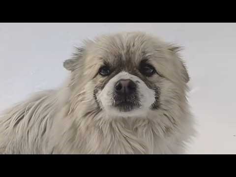 Rescued from the Snow ❄️ A Stray Dog Finds Warmth and a Home