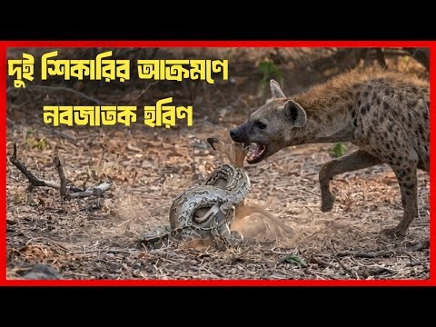 অজগরের শিকার ছিনিয়ে নিল হায়না! বন্যতার নির্মম বাস্তবতা #Python #Hyena #Wildlife #Nature #Animal