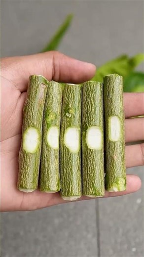 🍋Best ideas to growing Lemon Tree cuttings for Beginners!🌱