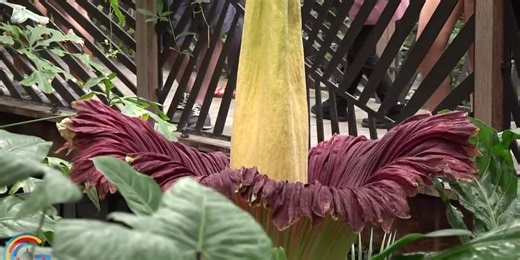 LIVESTREAM: Shangri La Gardens corpse flower ready to bloom