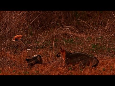 Gray Fox Tries to Bite My FOXPRO! | Close Predator Calling Action | South Texas