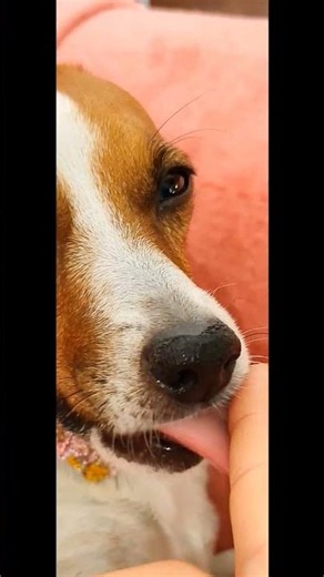 💕 Soft Protection #pets #doglover #dog #jackrussell #jackrussellterrier