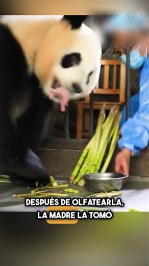 Una Panda Cuidó A Una Cría Que No Era Suya ❤️#shorts