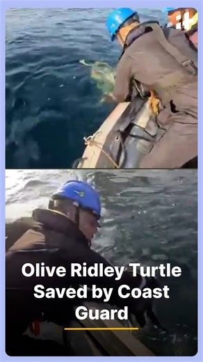 Tamil Nadu’s Turtle Task Force successfully rescued an Olive Ridley turtle that was trapped in a fishing net, preventing a possible tragedy during the nesting season. The timely action highlights ongoing conservation efforts to protect endangered marine life and preserve coastal ecosystems. #oliveridley #turtlerescue #marinelife #conservation #wildlifeprotection #tamilnadu #oceansafety #savetheplanet #coastguard #naturefirst | Indiatimes
