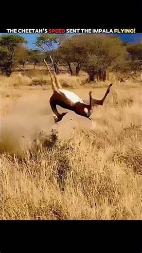 This Baby Gazelle Knew the Cheetah's Weakness! #trending #animals #wildlife #youtubeshorts