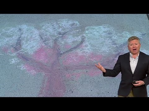 Science 4 Everyone: What are the different types of cherry trees? | NBC4 Washington