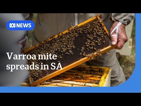 Beekeepers on high alert as varroa mite spreads across South Australia | ABC NEWS