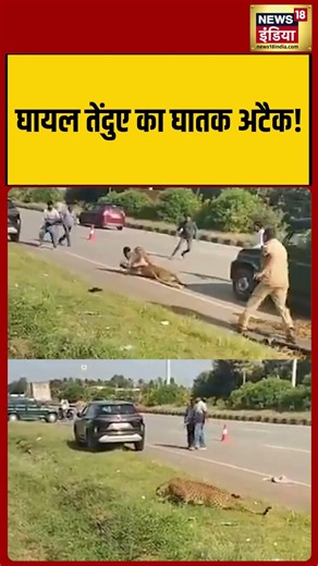 Ghayal Tendua Ghatak hai: घायल तेंदुए का घातक अटैक! #shorts #shortvideo #viral #viralvideo