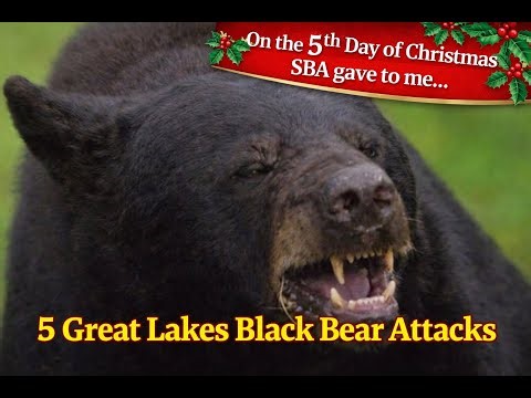 Scary Bear Attacks: When Great Lakes Black Bears Attacked Humans