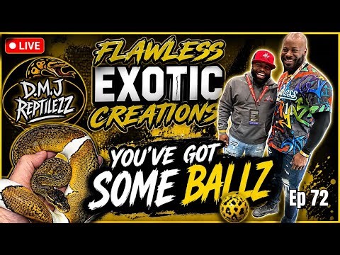 He’s Building FAST in the Ball Python Game… | You’ve Got Some BALLZ Ep. 72