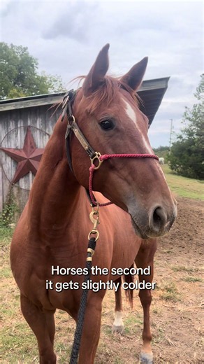 Why Do Horses Spook When It Gets Colder? — Ride With Sheridan