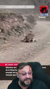 Puma pegou uma ema? #biologohenrique #animais #bichoesperto #biologo