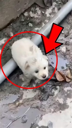 Abandoned Puppy Rescued from Canal #PuppyRescue #AnimalRescue #Heartwarming