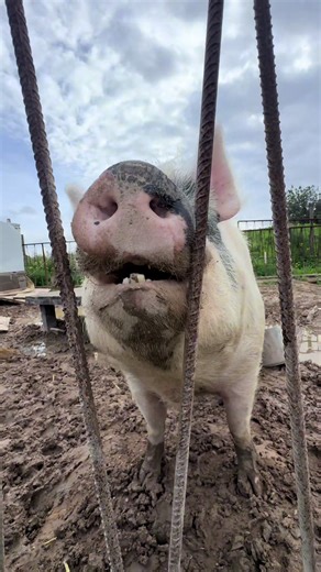 Sheila's Playful Runs and Cucumber Theft Incident