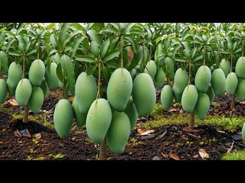 🔴 LIVE 🌱 How to Grow Mango Tree from Air Layering | Beginner Friendly #livestream #live