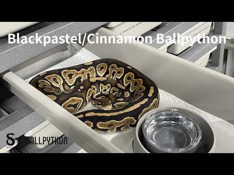 Blackpastel/Cinnamon Ballpython【モルフ解説】