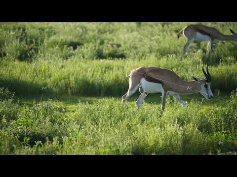 Springbok grazing on green grass in african savanna with herd during sunny day, showcasing wildlife