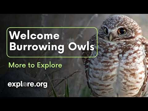Meet the Burrowing Owls: New Live Cam & Egg Watch! | More to Explore