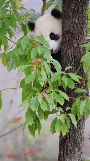 Adorable Panda Moments to Brighten Your Day