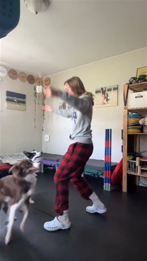 Border Collies are practicing their double dog trick routine!