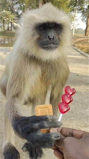 Langur Runs from the Road After Seeing Biscuit and Lollipop in My Hand।
