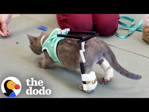 Tiny Kitten Gets A LEGO Suit To Help Him Learn To Walk | The Dodo