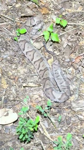 Eastern Copperhead #snake #reptiles #wildlife #nature #animals #reptiles #snakes #outdoors