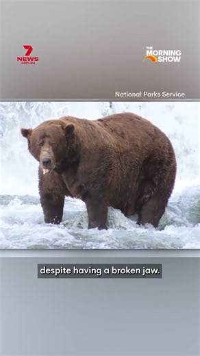 Alaska's Fat Bear Week kicks off