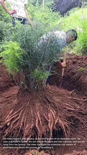 Asparagus Root Harvest: Digging Up a Massive Root System!