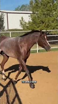 Denver 🩵🐴#Aqha
