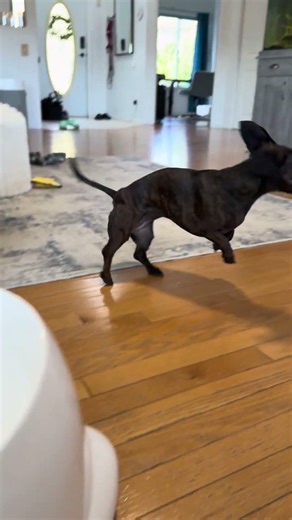 Silly Dachshund and Her Automatic Ball Launcher