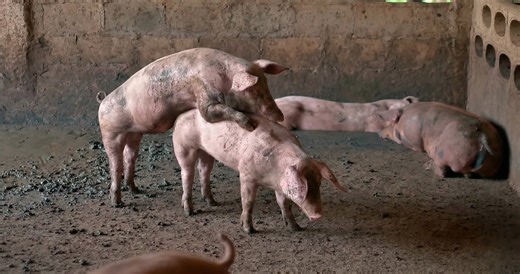 Watch what happens when farm pigs begin the breeding process
