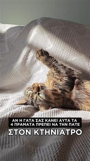 .. 4 πράματα που αν τα κάνει η γάτα σας πρέπει να την πάτε αμέσως κτηνίατρο!!