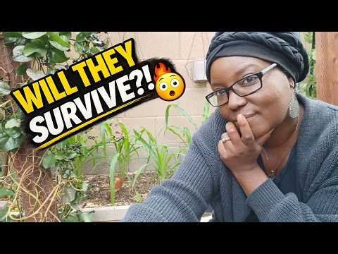 My Spring Desert Garden Is EXPLODING With Food Right Now